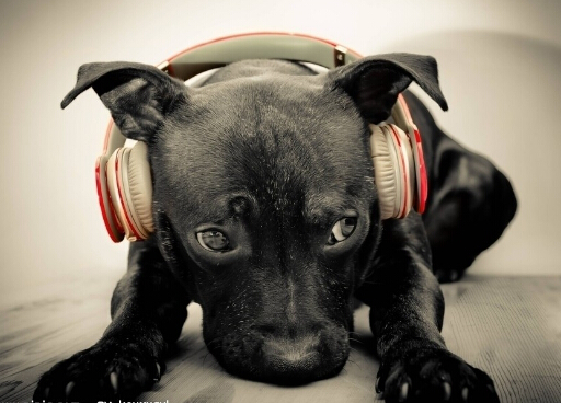 小狗鼻子干是怎么回事?小狗鼻子干怎么辦?