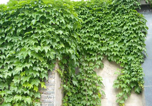 爬山虎的養(yǎng)護(hù)方法-爬山虎對家居環(huán)境的作用