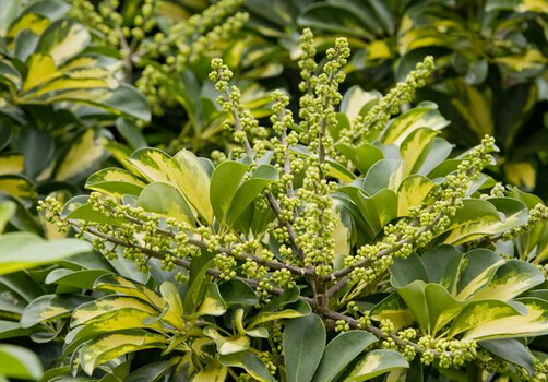 鵝掌柴的風(fēng)水學(xué)應(yīng)用-鵝掌柴在家居中的作用