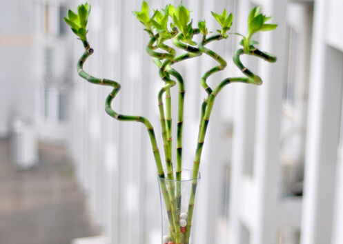 轉(zhuǎn)運(yùn)竹的風(fēng)水學(xué)應(yīng)用-轉(zhuǎn)運(yùn)竹的養(yǎng)殖方法