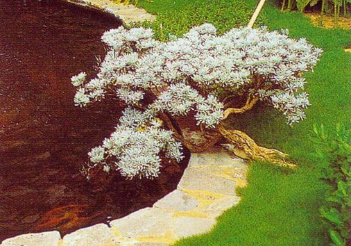 芙蓉菊與家居風(fēng)格的搭配-芙蓉菊在家居中的作用