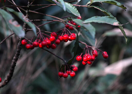朱砂根與家居風(fēng)格的搭配-朱砂根的養(yǎng)殖方法