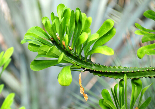 霸王鞭與家居風(fēng)格的搭配-霸王鞭在家居中的作用
