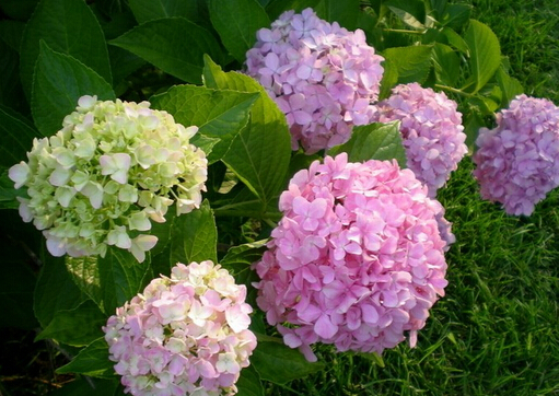 繡球花與家居風(fēng)格的搭配-繡球花的風(fēng)水學(xué)應(yīng)用