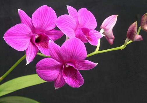 石斛蘭的風(fēng)水學(xué)應(yīng)用-石斛蘭的養(yǎng)殖方法