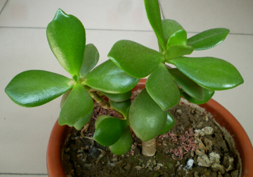 燕子掌的風水學應用-燕子掌的養(yǎng)殖方法