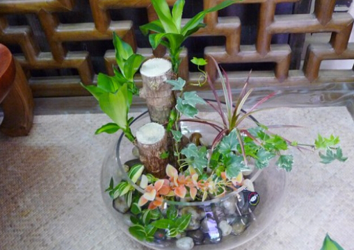 巴西木的風(fēng)水學(xué)應(yīng)用-巴西木在家居中的作用