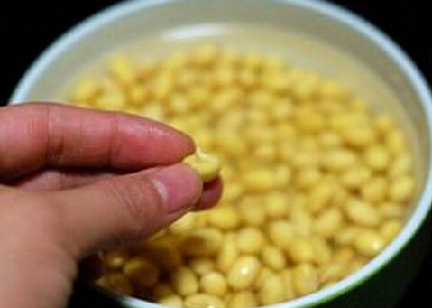 發芽豆還可以用嗎?發芽豆打豆漿更鮮美