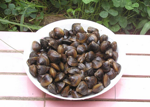 蜆的做法-蜆是什么?