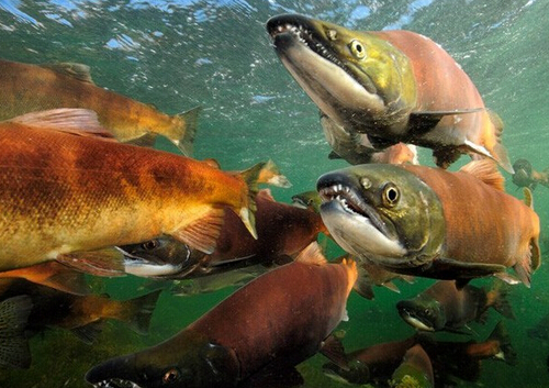 大馬哈魚籽怎么吃?大馬哈魚的做法