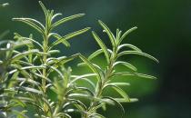 驅(qū)蚊小妙招助你遠(yuǎn)離蚊蟲(chóng)騷擾