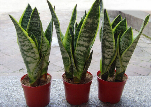 虎尾蘭對家居環(huán)境的影響-虎尾蘭的風水學應(yīng)用