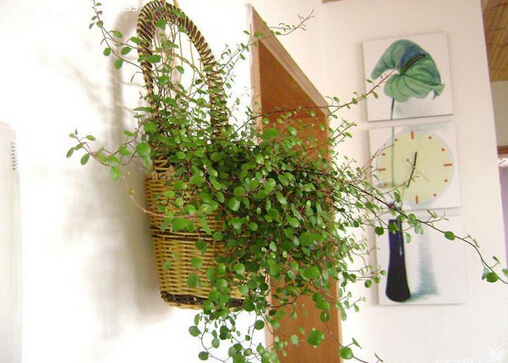 吊蘭的花語-吊蘭擺放的風(fēng)水講究