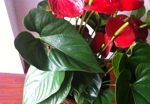 紅掌葉子發(fā)黃是什么原因?紅掌的養(yǎng)殖方法