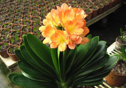 君子蘭葉子發黃的原因-君子蘭爛根怎么辦？