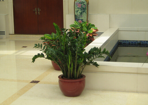 金錢樹葉子發(fā)黃的原因-金錢樹的養(yǎng)殖方法