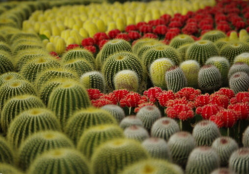 仙人球怎么養(yǎng)?仙人球防輻射嗎?