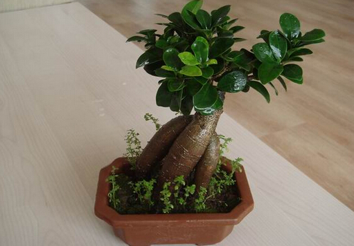 榕樹盆景怎么養(yǎng)？榕樹盆景如何進行病蟲害防治