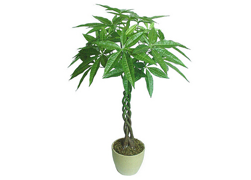 發財樹葉子發黃的原因-發財樹葉子發黃怎么辦?