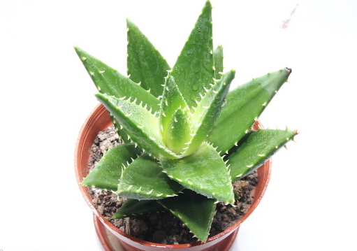 蘆薈怎么養(yǎng)-蘆薈養(yǎng)殖的注意事項(xiàng)