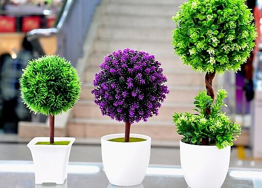 家里養什么植物好？家里養什么花風水好？