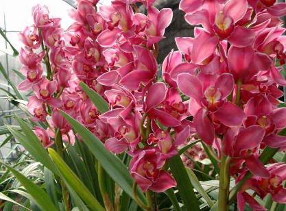 什么花適合放在室內(nèi)養(yǎng)?適合居室擺放的九種花卉