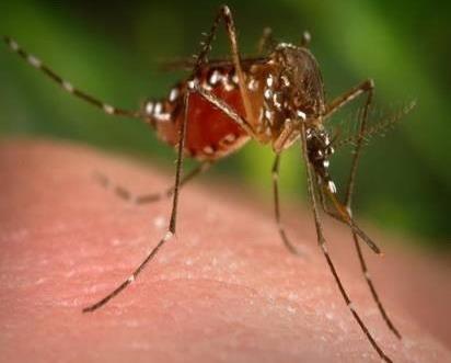 被毒蚊子咬了怎么辦?蚊子咬了怎么消腫止癢