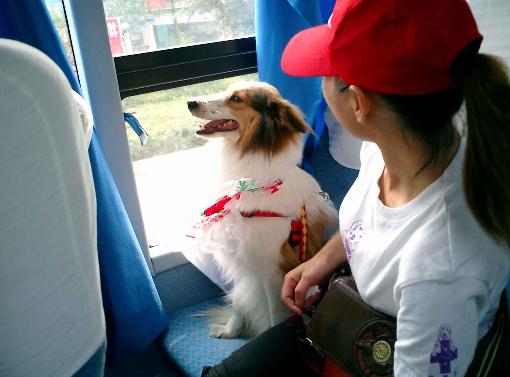 暈車是什么原因?人為什么會暈車?暈車怎么辦?暈車吃什么好