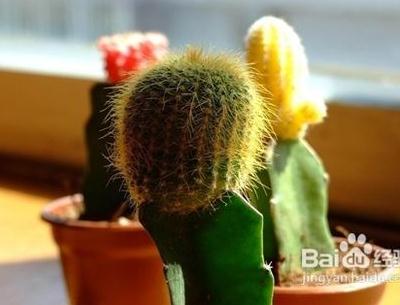 如何保養(yǎng)肌膚防電腦輻射？推薦防電腦輻射的方法：辦公室放綠色植物