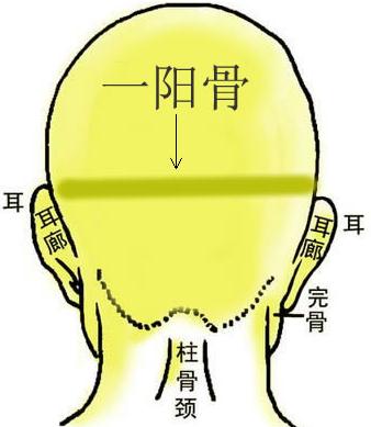 骨相圖解:一陽(yáng)骨