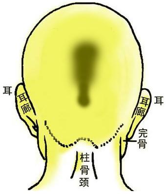 骨相圖解：連環背枕骨