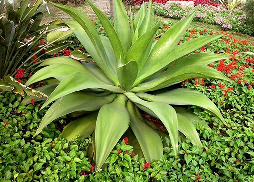 哪種蘆薈膠去痘印好？蘆薈膠怎么選購