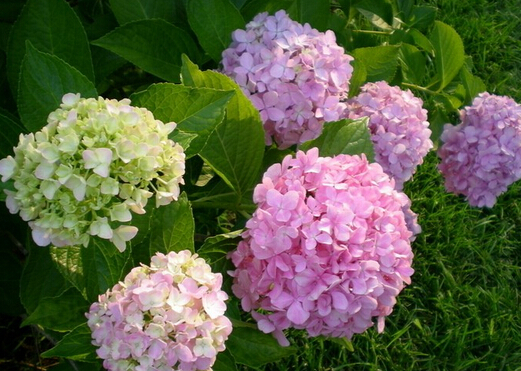 家里有孕婦能養繡球花嗎？繡球花有毒嗎？