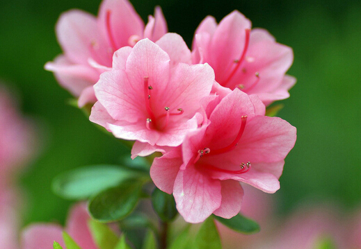 家里有孕婦能養杜鵑花嗎?杜鵑花的養殖方法