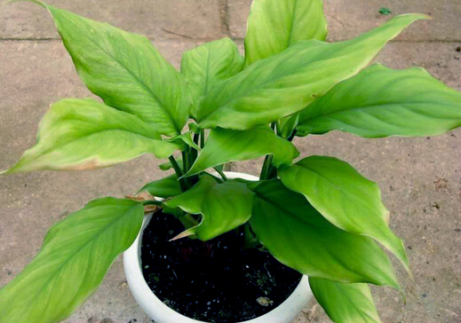 家里有孕婦能養(yǎng)萬(wàn)年青嗎?萬(wàn)年青的養(yǎng)殖方法