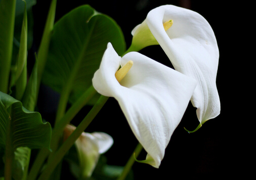 家里有孕婦能養馬蹄蓮嗎?馬蹄蓮有毒嗎?