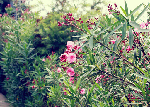 家里有孕婦能養(yǎng)夾竹桃嗎?夾竹桃有毒嗎?