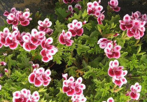 天竺葵有毒嗎?家里有孕婦能養天竺葵嗎?