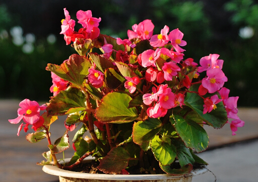 海棠花有毒嗎？家里有孕婦能養海棠花嗎？