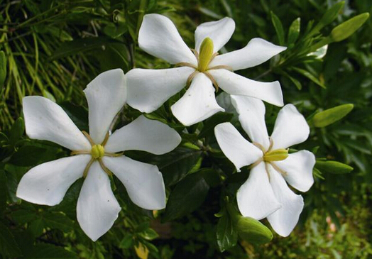 家里有孕婦能養(yǎng)梔子花嗎?梔子花的養(yǎng)殖方法