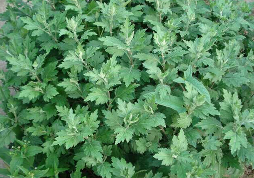 艾葉泡腳的功效與作用-孕婦能用艾葉泡腳嗎？