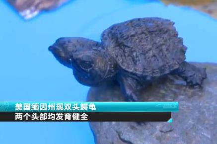 美國緬因州現(xiàn)雙頭鱷龜 兩個頭部均發(fā)育健全