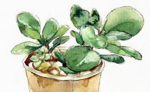 簡單高效！豆瓣綠的養護要點