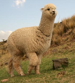 羊駝是什么：網絡熱語草泥馬