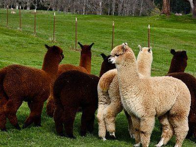 羊駝-草泥馬是什么意思？網絡用語草泥馬是什么意思