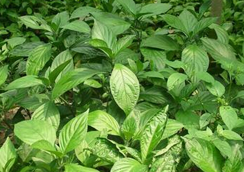 板藍根的功效與作用-哺乳期能喝板藍根嗎？