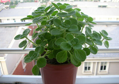 碰碰香有毒嗎？家里有寶寶能養碰碰香嗎？