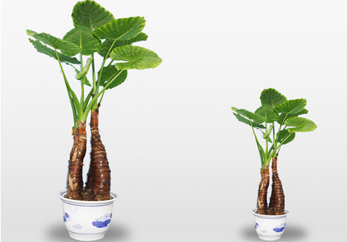 滴水觀音有毒嗎？家里有寶寶能養滴水觀音嗎？