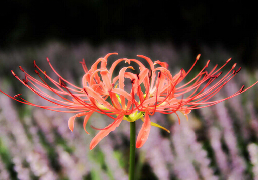 曼陀羅花有毒嗎？家里有寶寶能養曼陀羅花嗎？