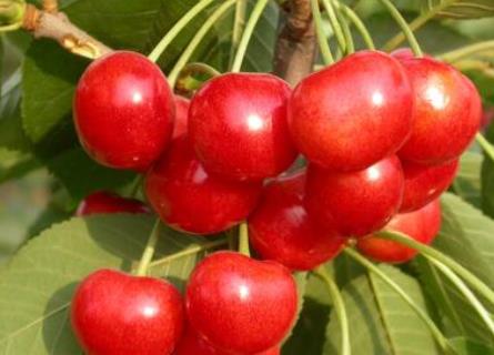 寶寶能吃櫻桃嗎?寶寶吃櫻桃的做法